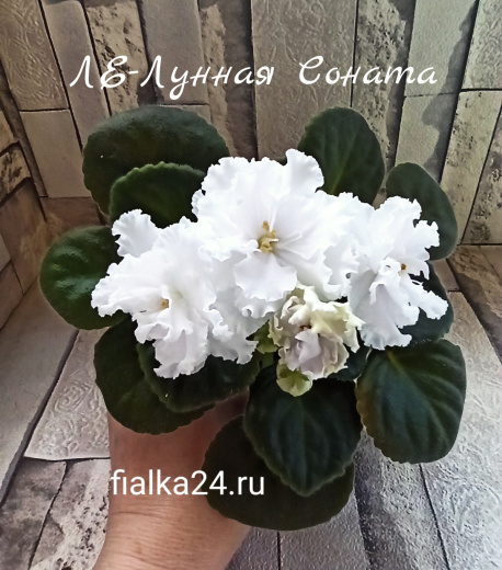 ЛЕ-Лунная Соната