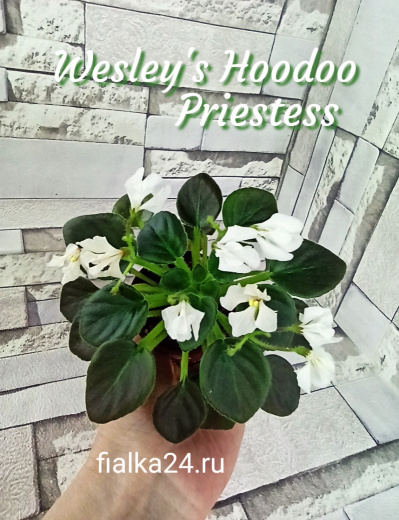 Wesley's Hoodoo Priestess (Carter)