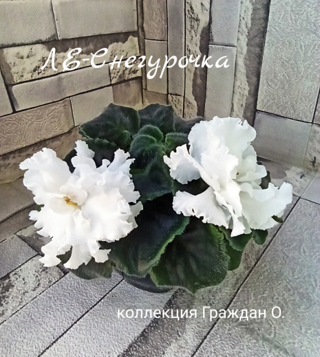 ЛЕ-Снегурочка