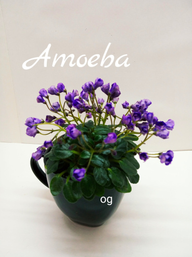 Amoeba (Murphy)