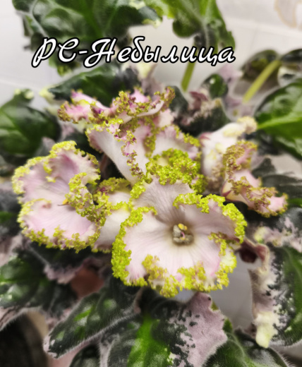 РС-Небылица