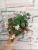 Edee's Rosebud Trail (Harris)
