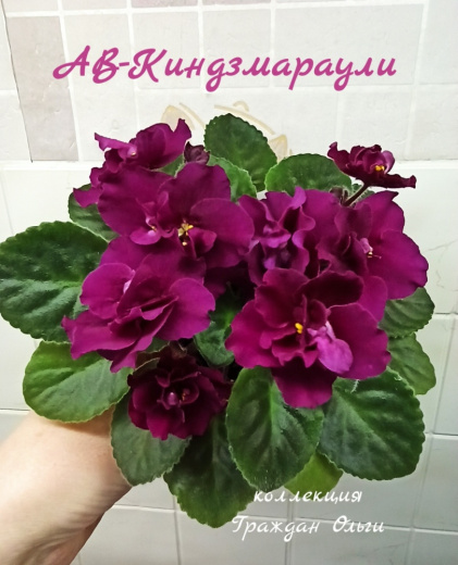 АВ-Киндзмараули