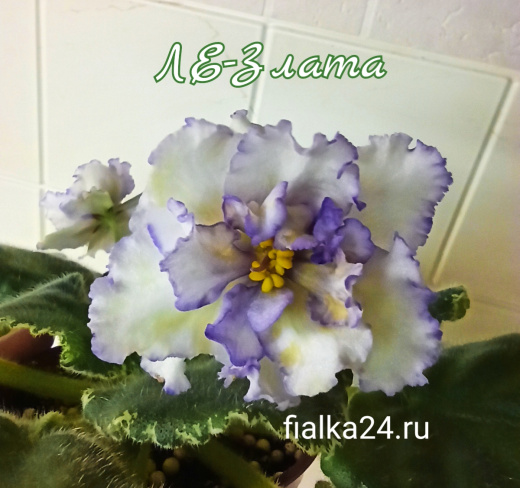 ЛЕ-Злата