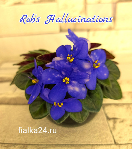 Rob's Hallucination (Robinson)