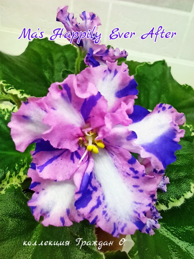 Ma's Happily Ever After (Robinson)