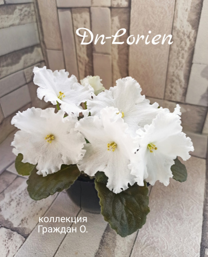 Dn-Lorien sp