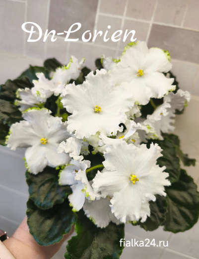Dn-Lorien 
