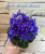 Shirl's Purple Passion (Sanders)
