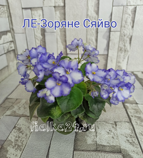 ЛЕ-Зоряне Сяйво