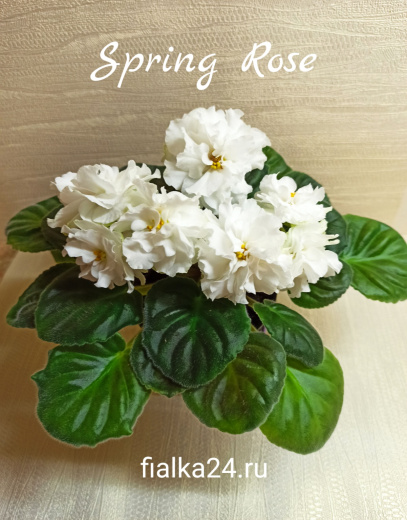 Spring Rose (Sorano)