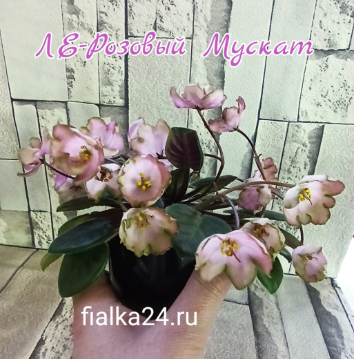 ЛЕ-Розовый Мускат