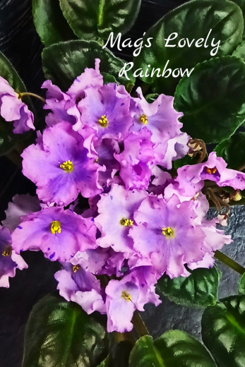 Mag's Lovely Rainbow (M.Farrand)