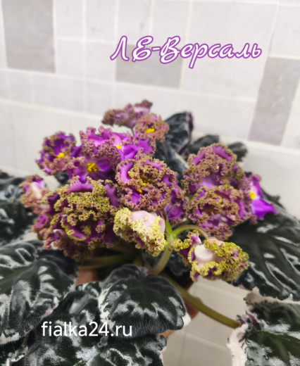 ЛЕ-Версаль