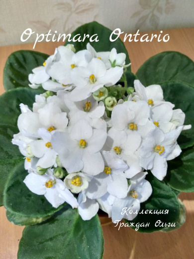 Optimara Ontario (Holtkamp)