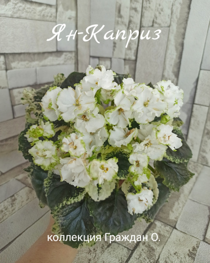 Ян-Каприз